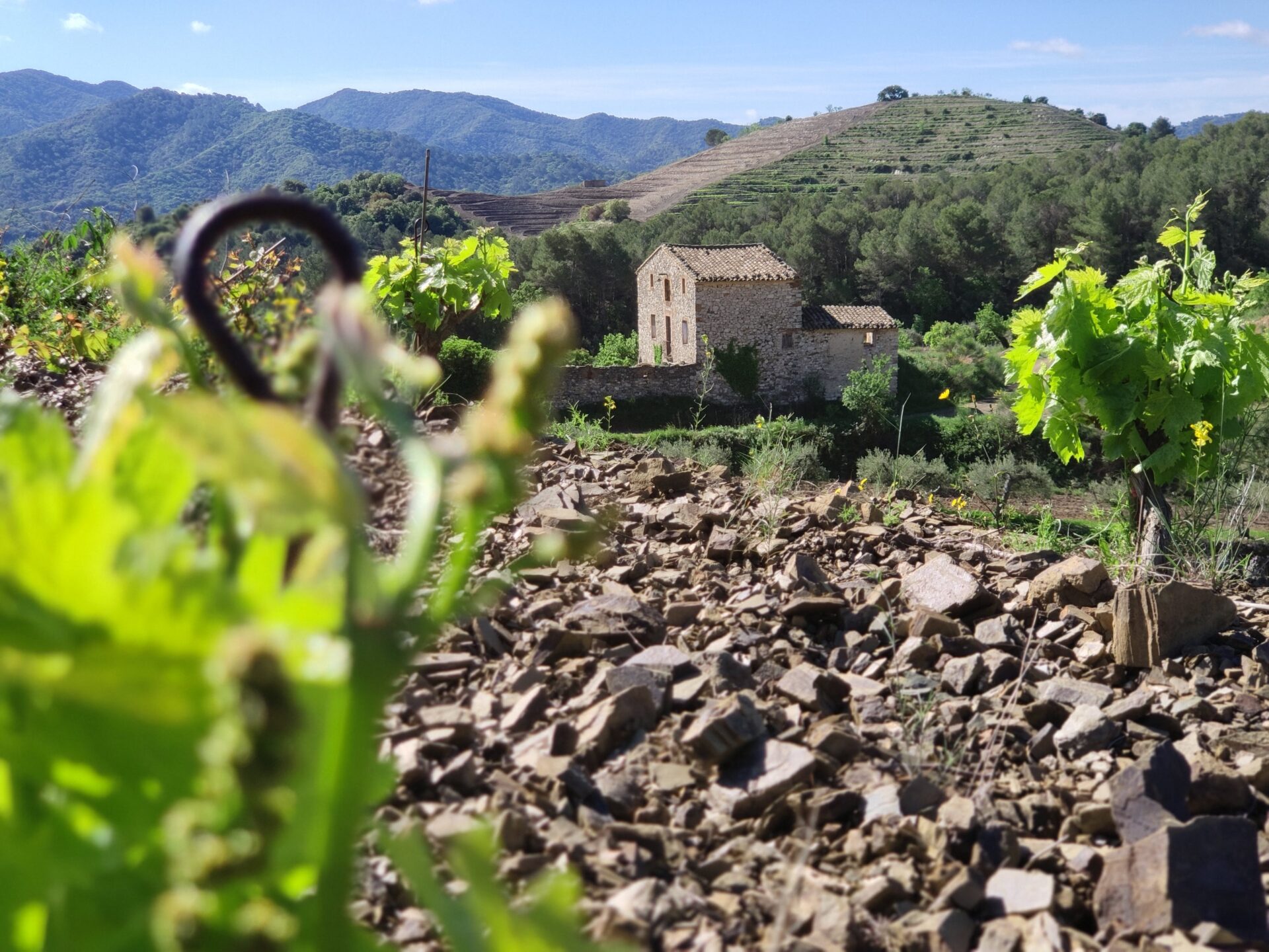 Viñedos Crivelle i Valls