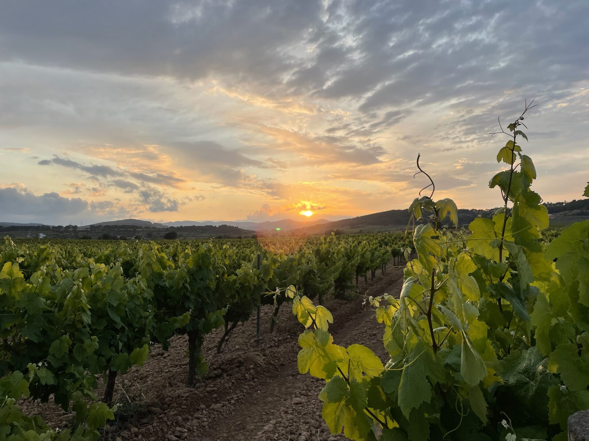 Puesta de sol Viñedos