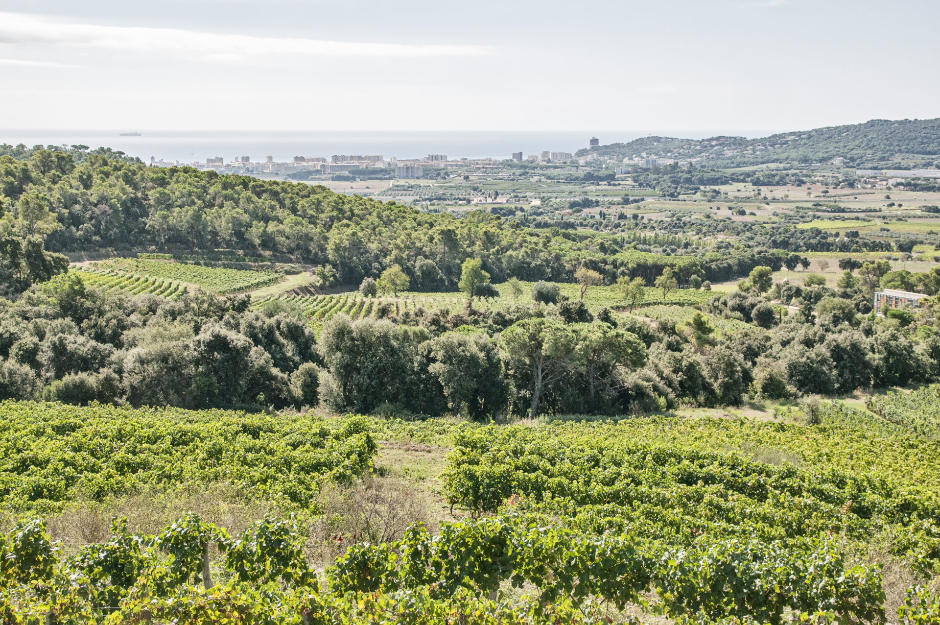 Vistas Viñedos Clos d´Agon